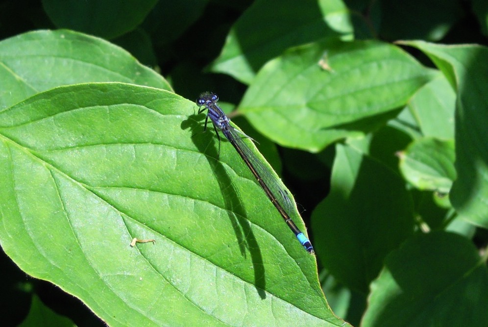 Ischnura elegans (Coenagrionidae)